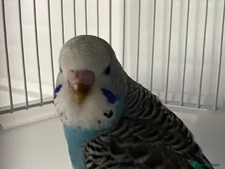 Budgerigars birds Young budgies - Advert 1