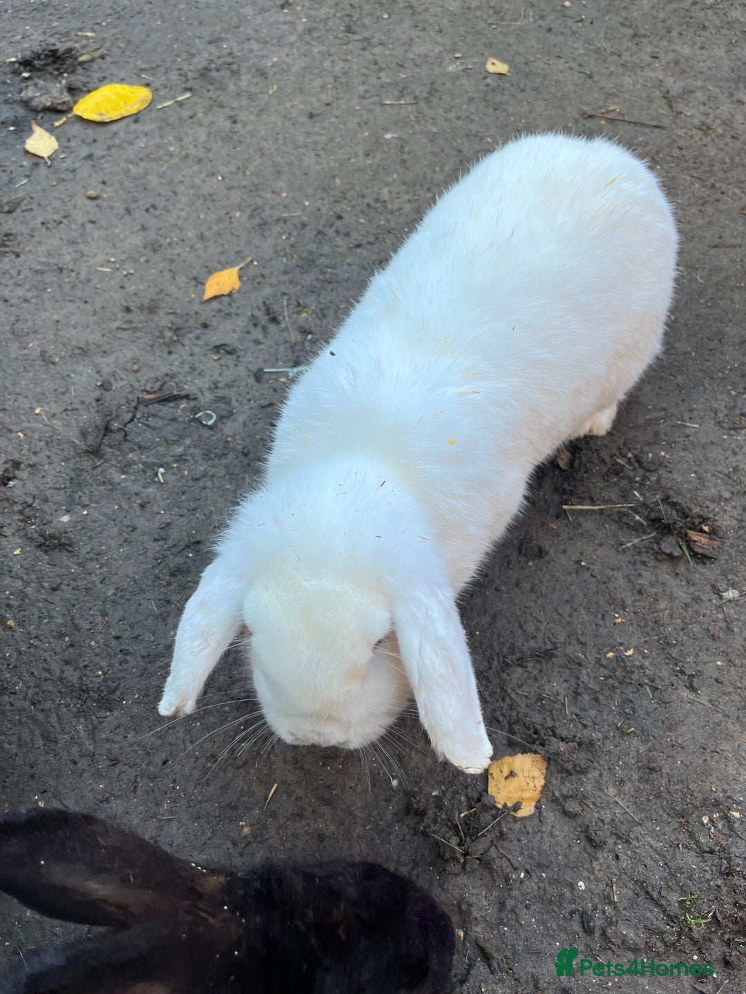 Lionhead rabbits for sale: Sad sale due to work  - Advert 4