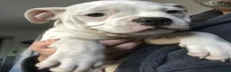 American Bulldog dogs for sale: American Bulldog puppies - Advert 5