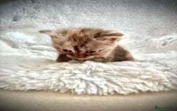 British Shorthair cats for sale: BSH x BLH Fold stunning kittens rainbow Litter - Image 10