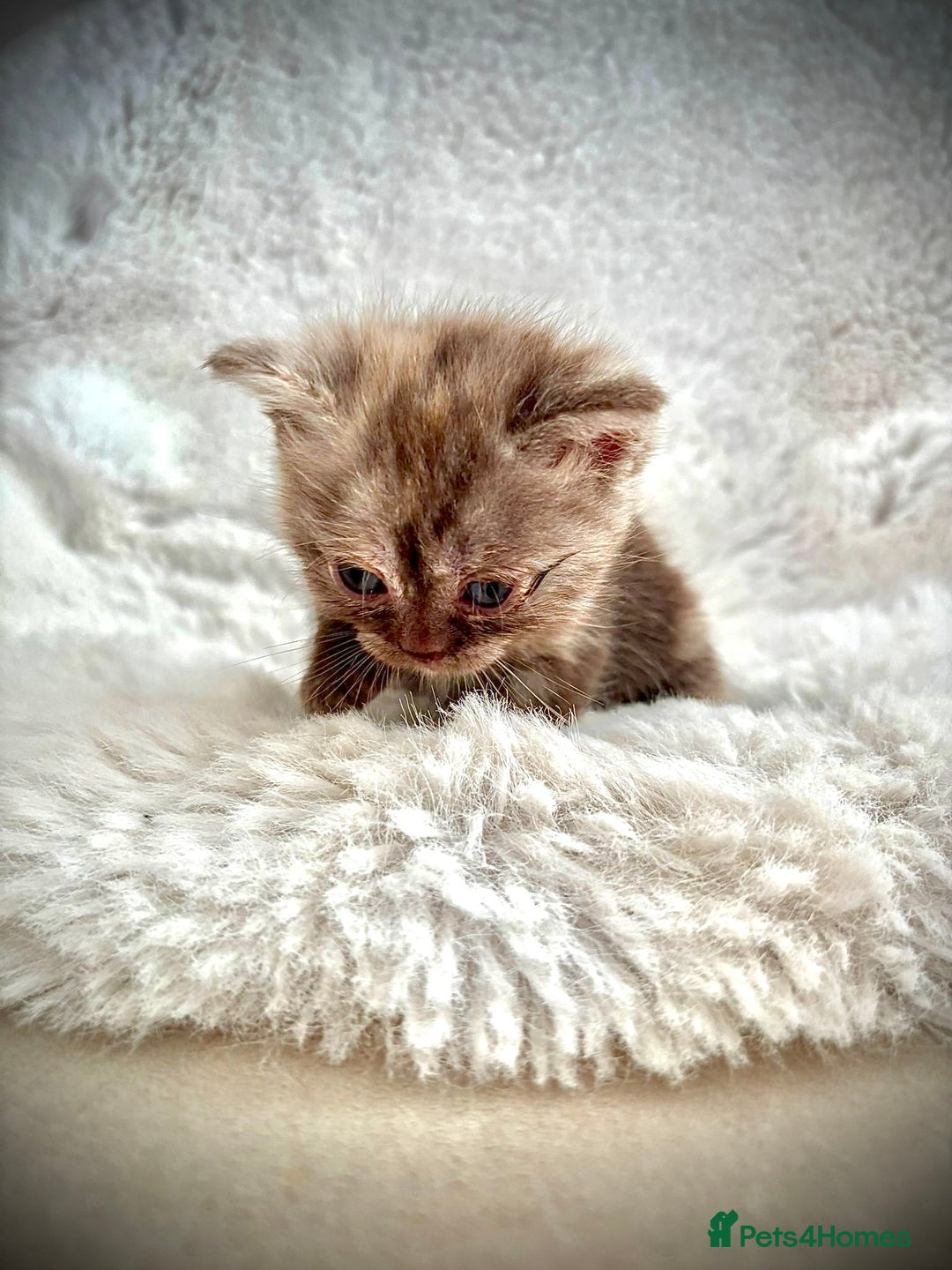 British Shorthair cats for sale: BSH x BLH Fold stunning kittens rainbow Litter - Image 10