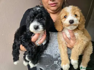 Goldendoodle dogs Goldendoodle - Advert 8