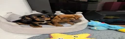 Cavalier King Charles Spaniel dogs for sale: Adorable Cavalier Puppies Ready to Leave - Advert 8