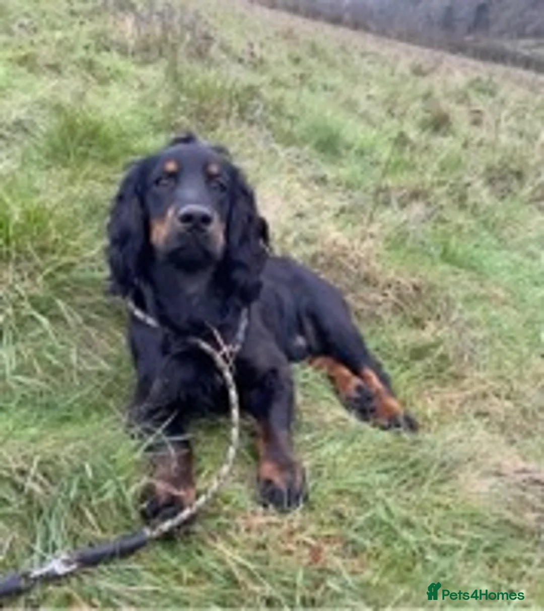 Cocker Spaniel dogs for stud: KC REGISTERED WORKING COCKER AVAILABLE AT STUD in New Milton - Advert 6