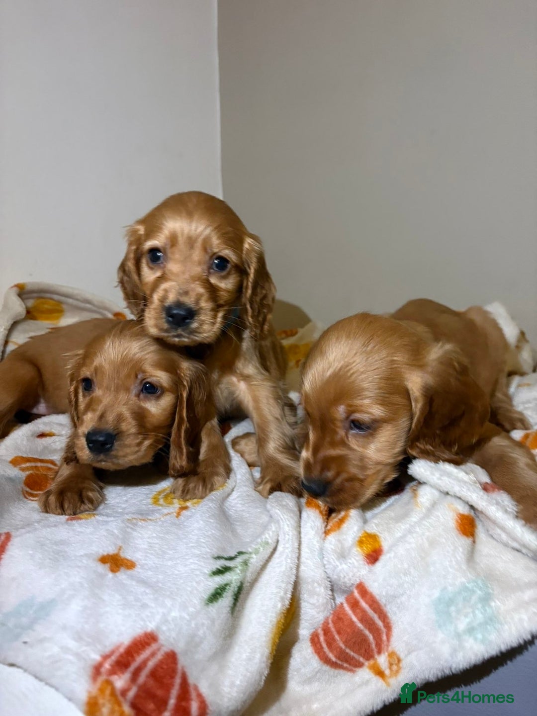 Cocker Spaniel dogs for sale: Cocker spaniel puppies (show)  - Image 6