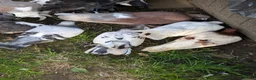 Pigeons birds for sale: Pigeons Mixed Variety  - Advert 24