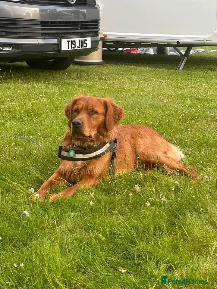 Golden Retriever dogs Waiting list open  - Advert 6