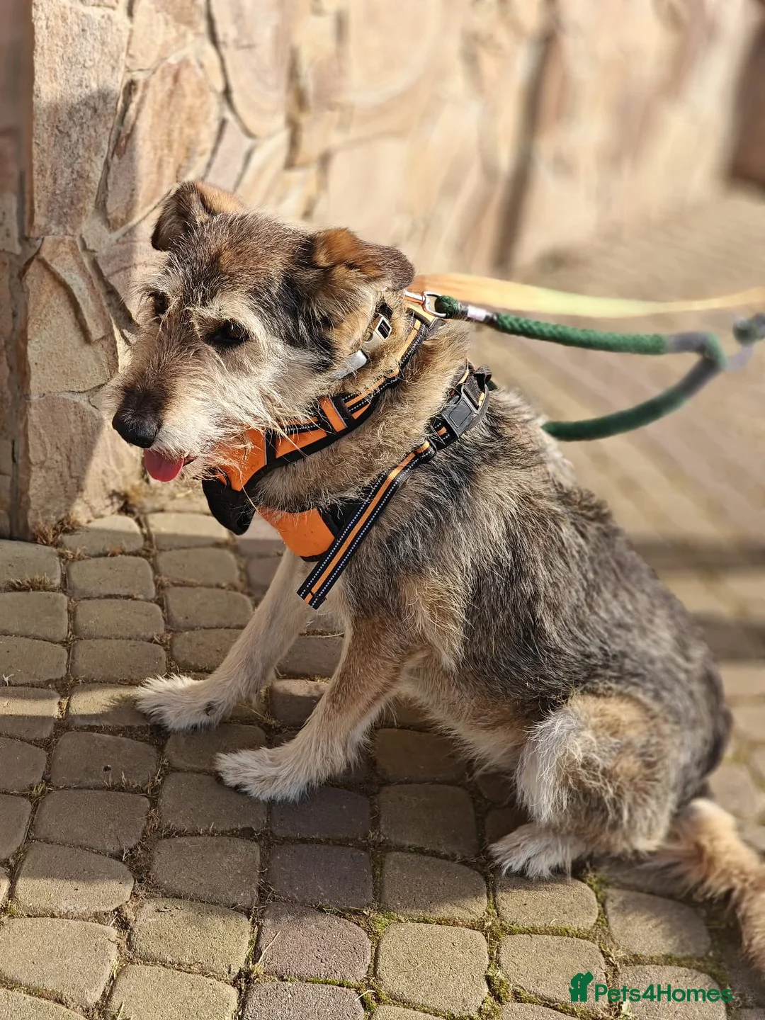 Mixed Breed dogs for adoption: ❤️Oxy❤️ 6,5 year old girl, upper-medium girl - Advert 19