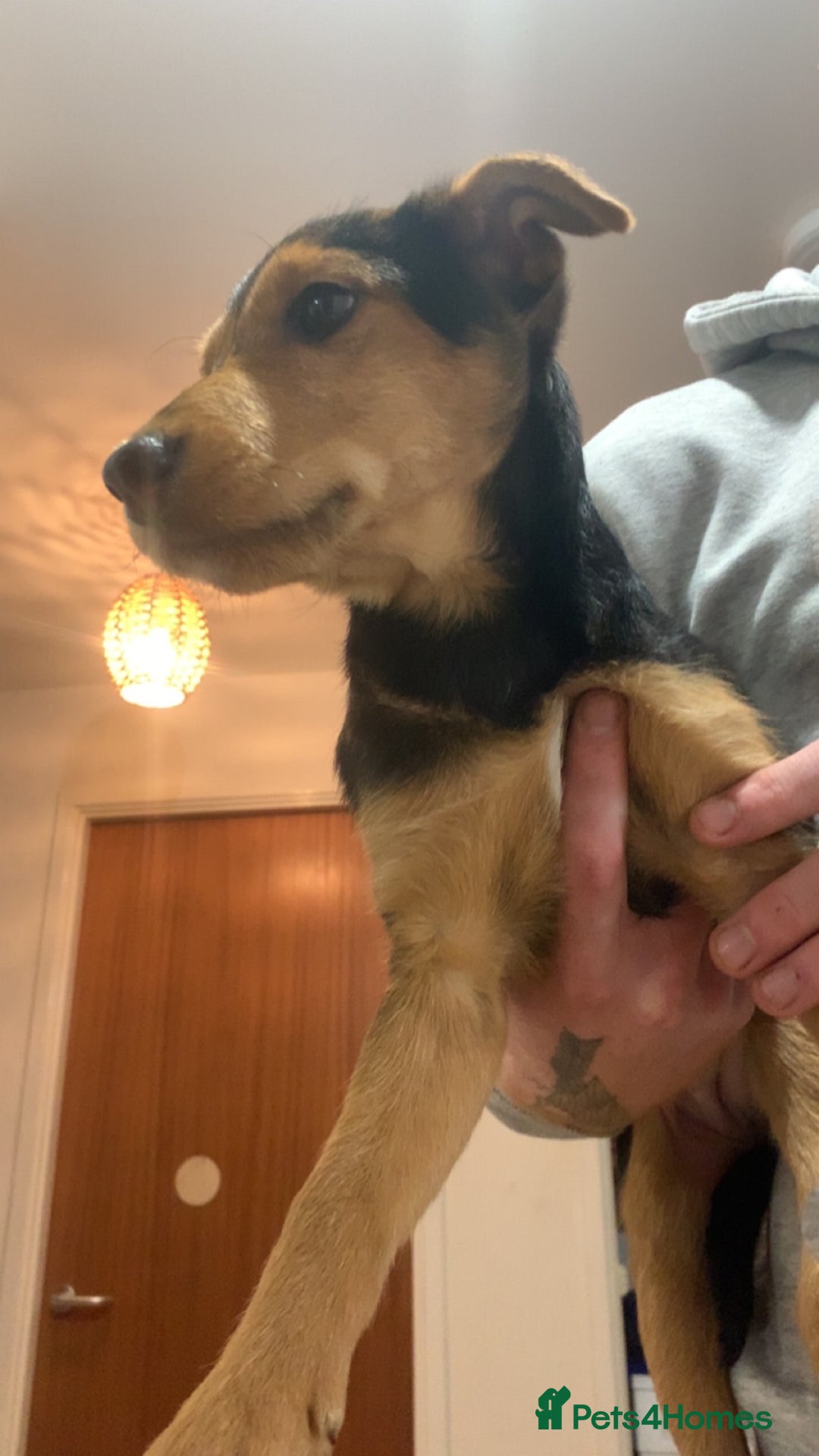 Airedale Terrier dogs for sale: Our little dog - Advert 4