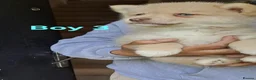 Pomsky dogs for sale: 4 Beautiful F4 Pomsky pups, ready now - Advert 3