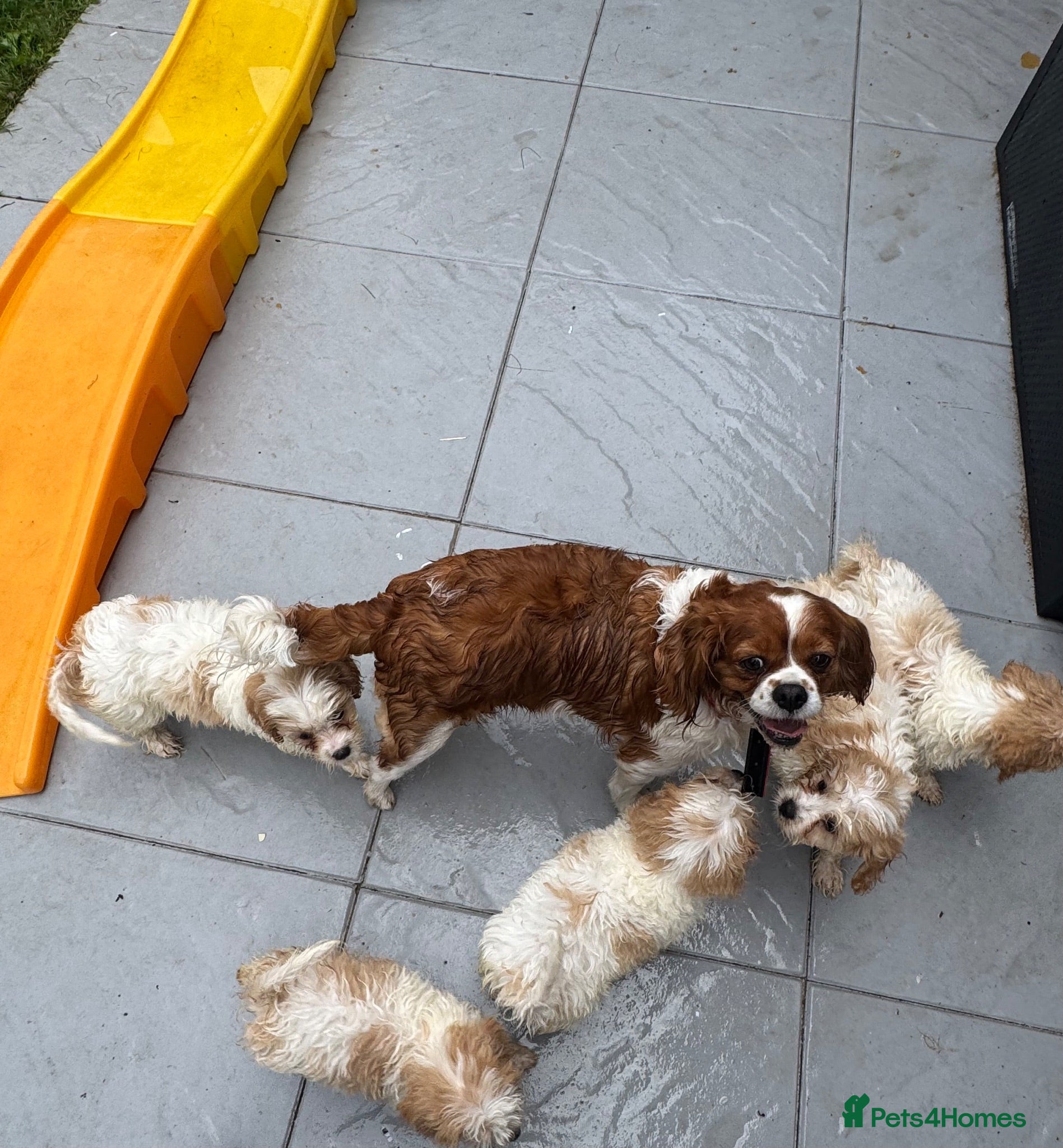 Cavachon dogs Cavachon Puppies READY NOW 🐾❤️ - Advert 2