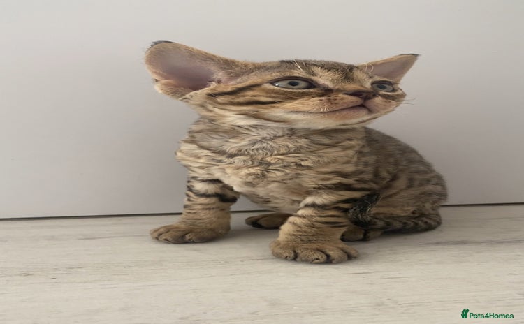 Devon Rex cats - Advert 1