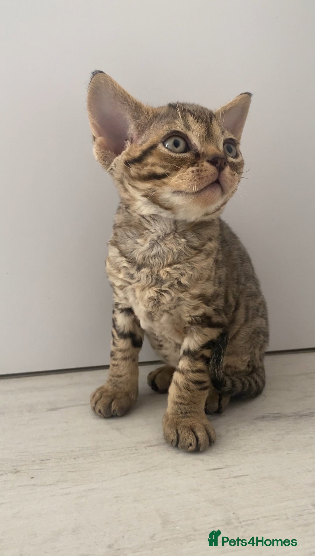 Devon Rex cats for sale: Devon Rex - Image 1
