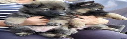 German Shepherd dogs for sale: KC German Shepherd pupies - Advert 3
