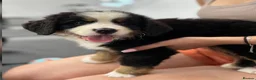 Bernese Mountain Dog dogs for sale: Kids Trained Bernese Puppies  in London - Advert 2
