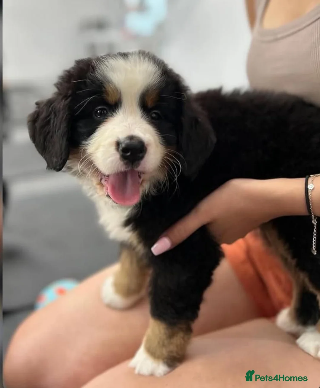 Bernese Mountain Dog dogs for sale: Kids Trained Bernese Puppies  in London - Advert 2