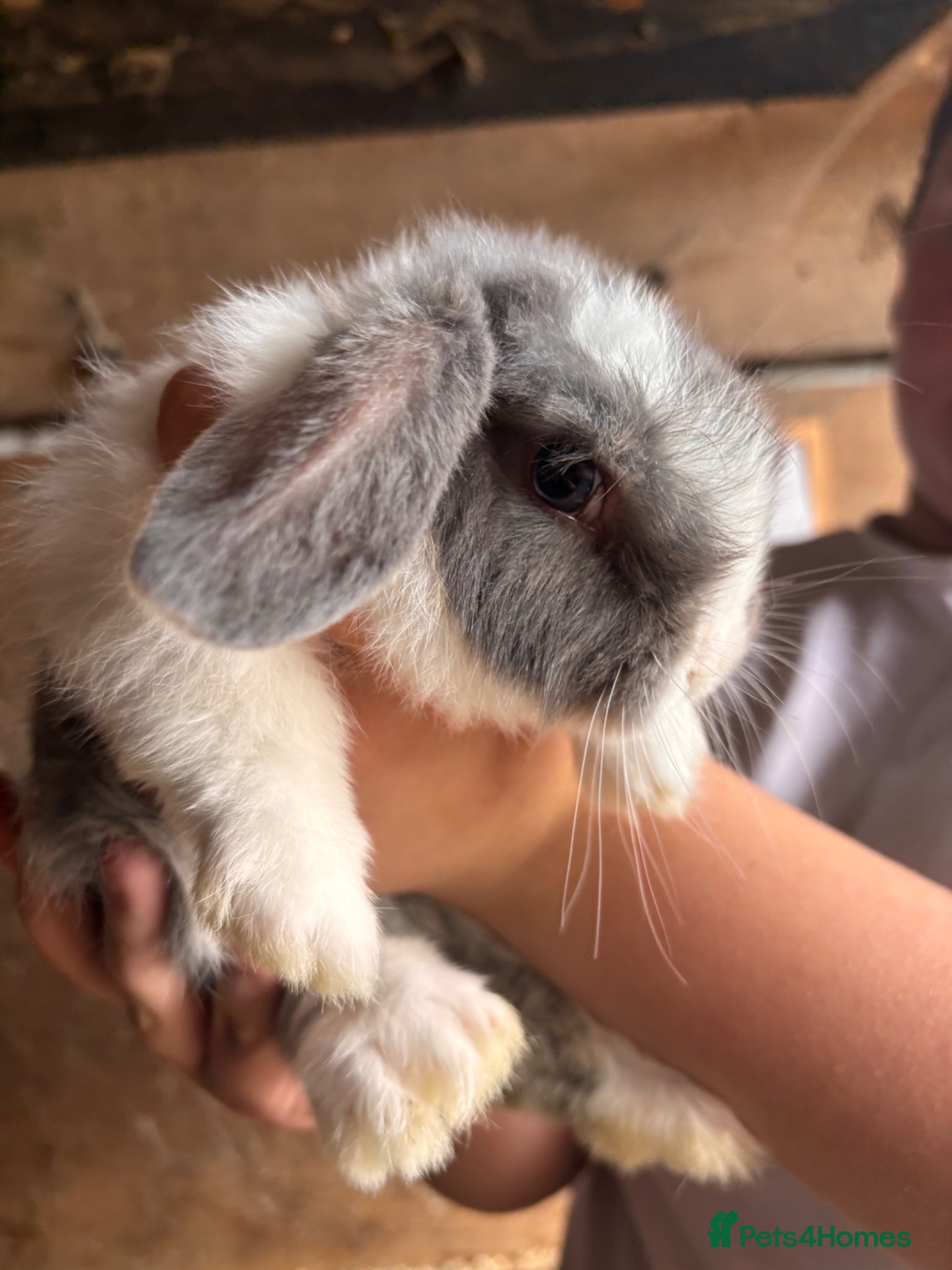 Mini Lop rabbits for sale: 8 beautiful baby’s rabbit  - Advert 8