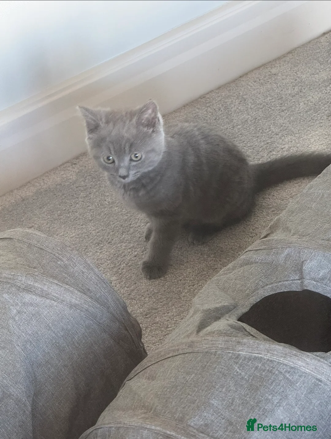 British Shorthair cats for sale: British short hair  in Nelson - Advert 2