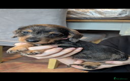 Miniature Dachshund dogs for sale: Wire X smooth mini dachshunds - Image 4