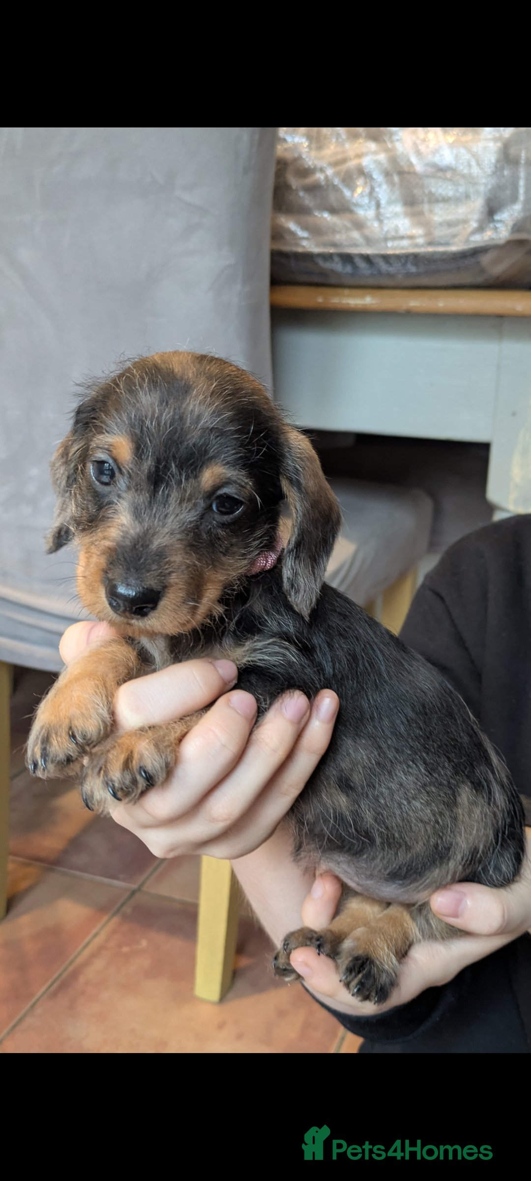 Miniature Dachshund dogs for sale: Wire X smooth mini dachshunds - Image 4