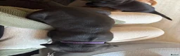 Mixed Breed dogs for sale: Cane corso x staff puppies  in Witham - Advert 16