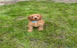 Cockapoo dogs for stud: Red Cockapoo Stud - Image 5