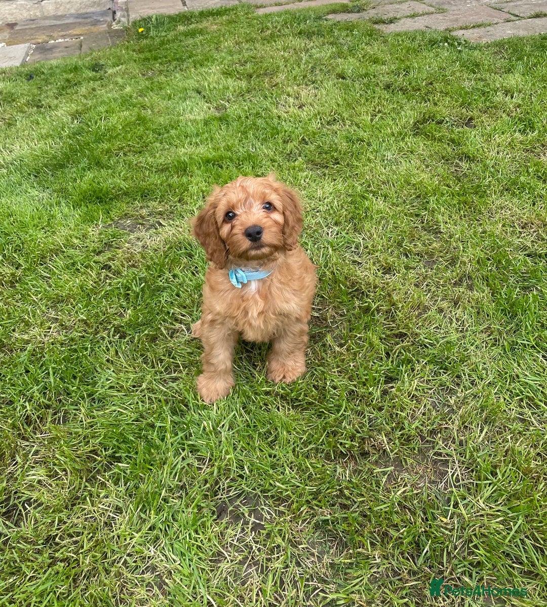 Cockapoo dogs for stud: Red Cockapoo Stud - Image 5