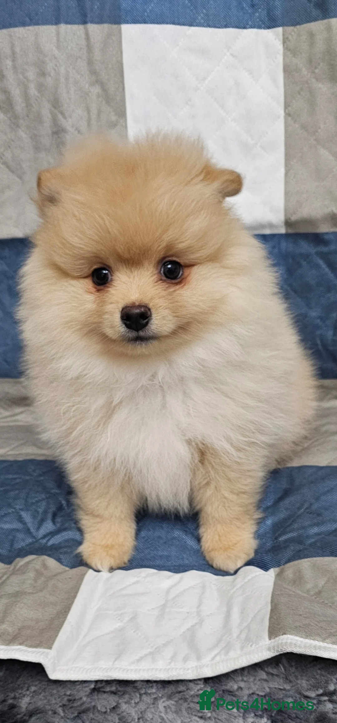Pomeranian dogs for sale: 3 KC HANDSOME POMERANIAN BOYS - Advert 32
