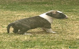 English Bull Terrier dogs for sale: Ready to leave !!! champion bloodlines kc reg - Image 25