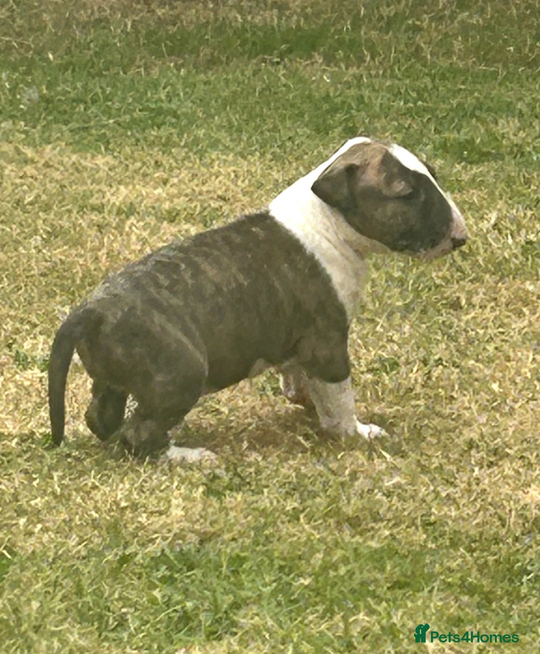 English Bull Terrier dogs for sale: Ready to leave !!! champion bloodlines kc reg - Image 25