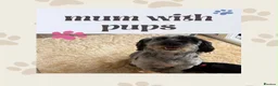 Mixed Breed dogs for sale: Cavapoo Puppies  - Advert 10