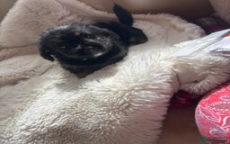 Shorkie dogs for sale: Shih Tzu cross Yorkshire terrier - Image 6