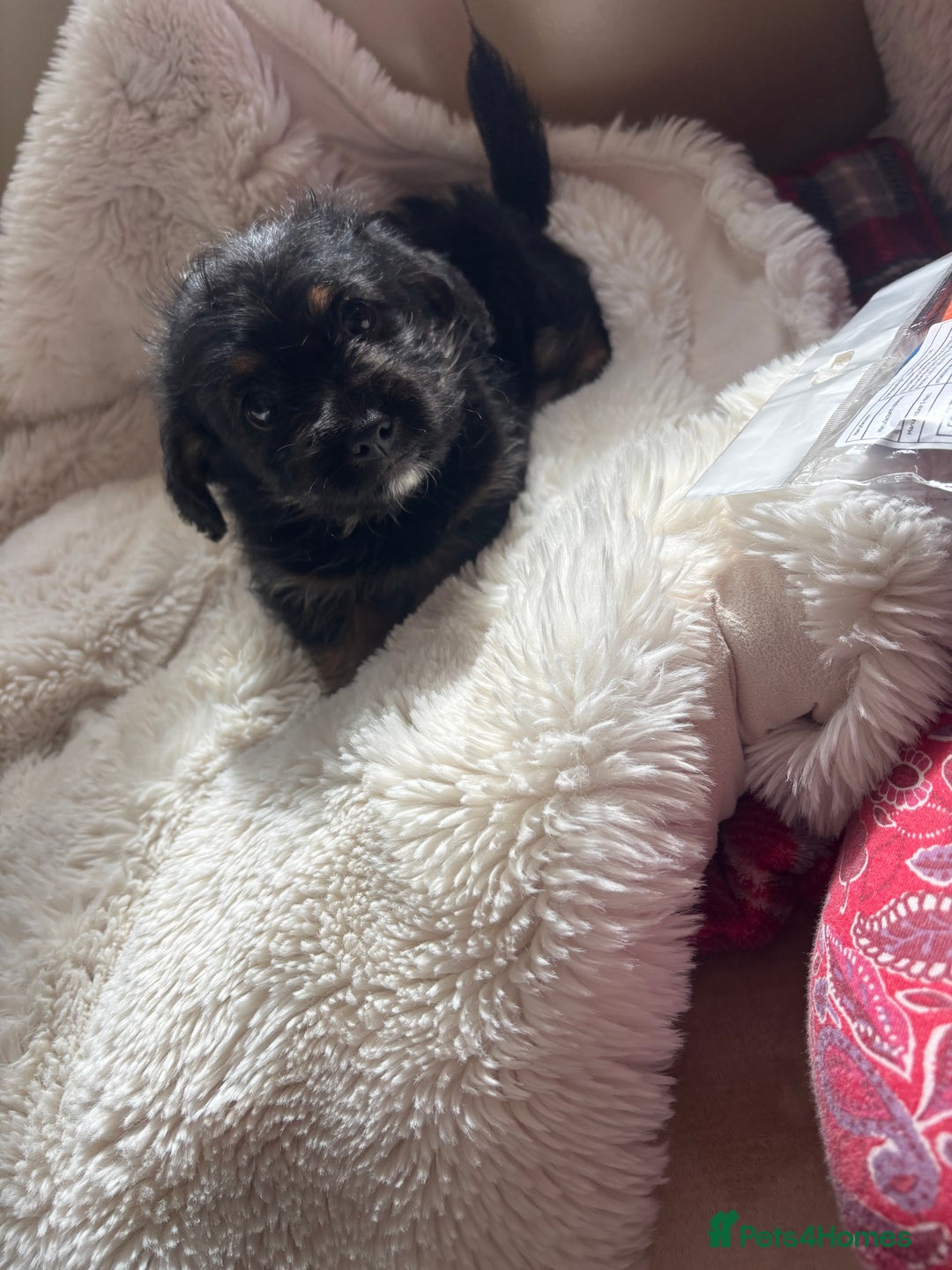 Shorkie dogs for sale: Shih Tzu cross Yorkshire terrier - Image 6