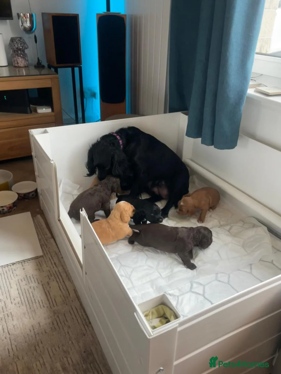 Cocker Spaniel dogs for sale: Working Cocker Spaniel, KC ready 8 May - Advert 7