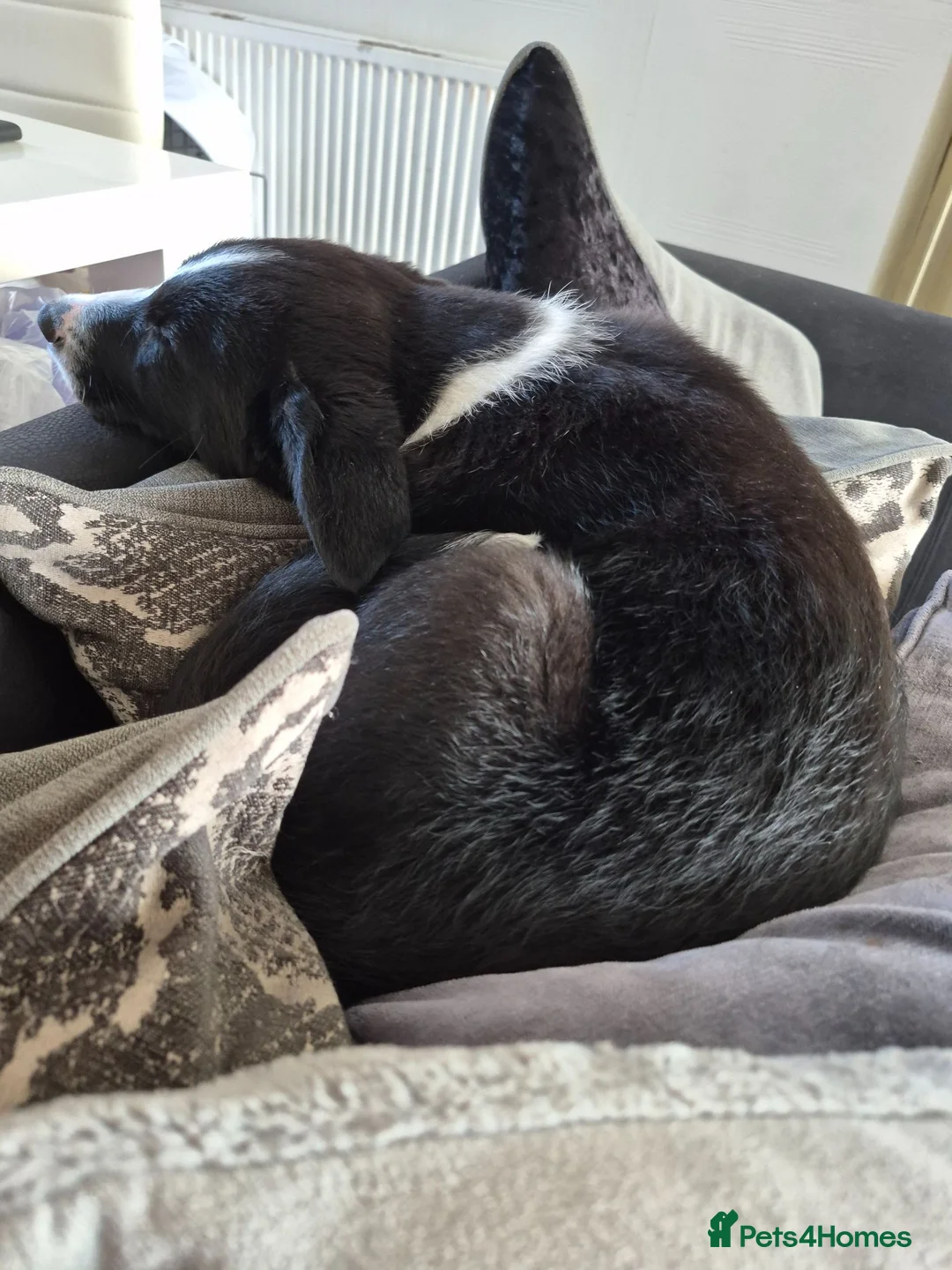 Border Collie dogs for sale: Boreder collie  in Hull - Advert 11