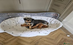 Jackapoo dogs for sale: 3 Beautiful F1B Jackapoo puppies. - Image 14