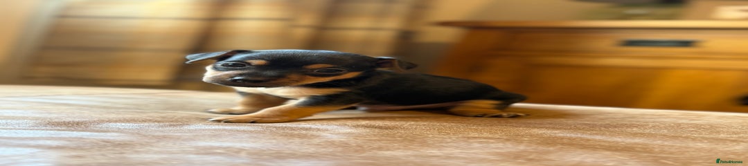 Jack Russell Puppy 4 - Black and Tan Dog 