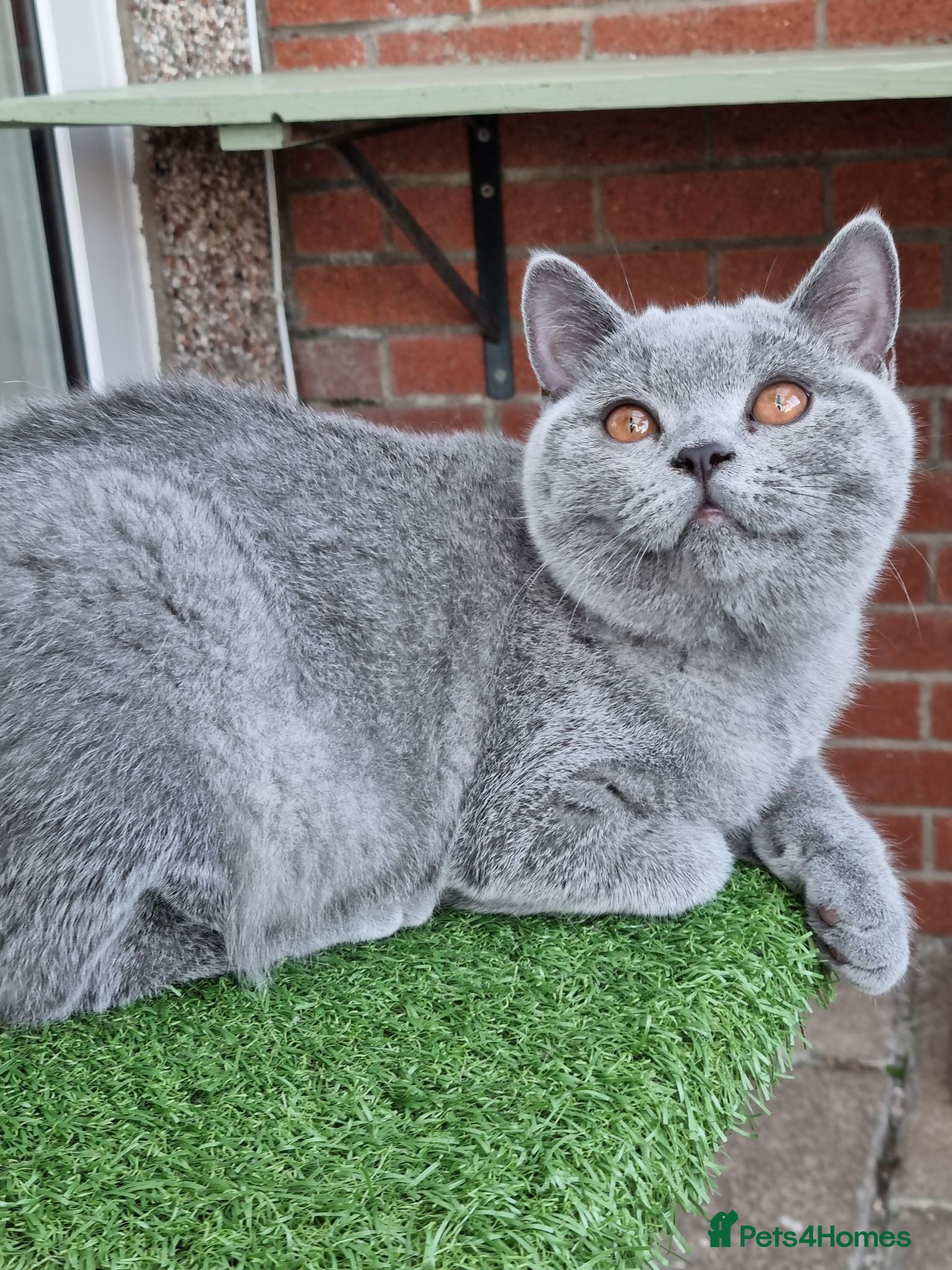 British Shorthair cats British Shorthair blue boy  - Advert 5