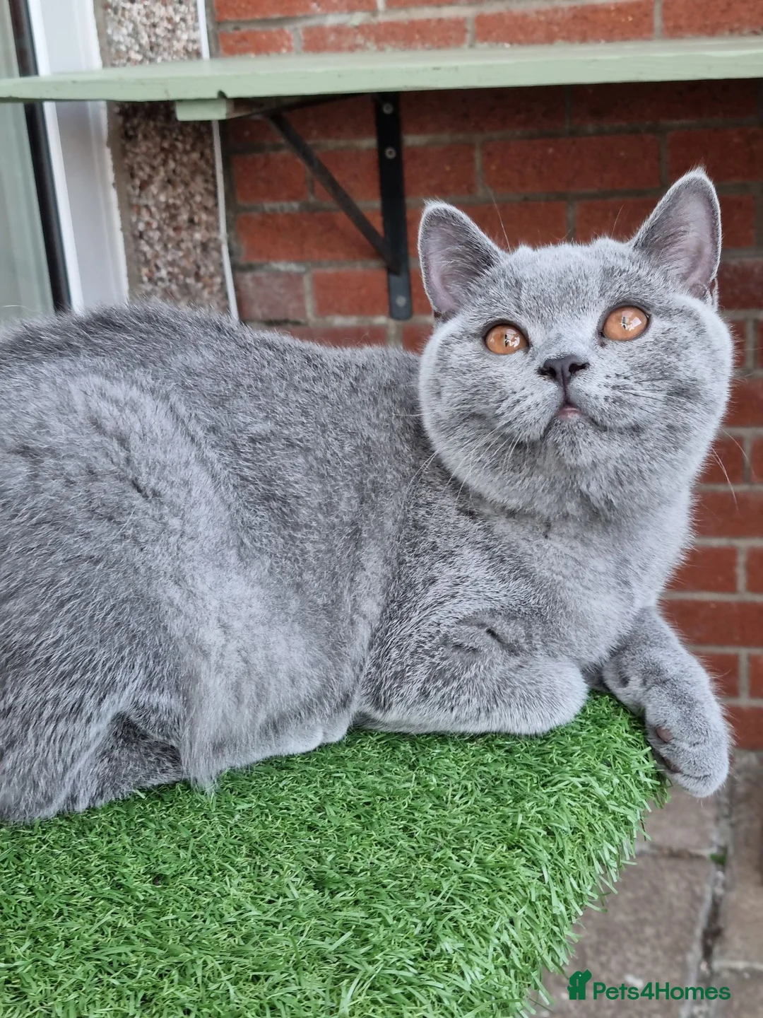 British Shorthair cats for sale: British Shorthair blue boy  - Advert 1