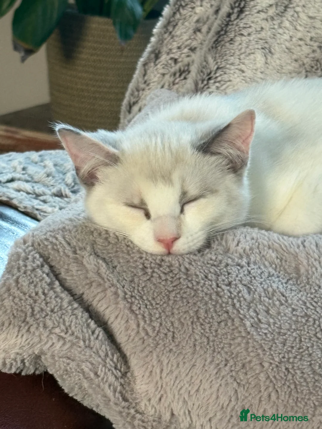 Mixed Breed cats for sale: Gorgeous Half Ragdoll Kitten  - Advert 5