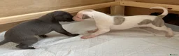 Whippet dogs for sale: KC registered Whippet puppies  - Advert 3