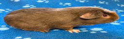 Guinea Pig rodents for sale: Very friendly young and baby boar pair  - Advert 5