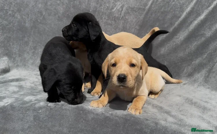Labrador Retriever dogs - Advert 10