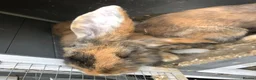 Continental Giant rabbits for sale: Continental Giant Buck Vaccinated Rabbit  - Advert 2