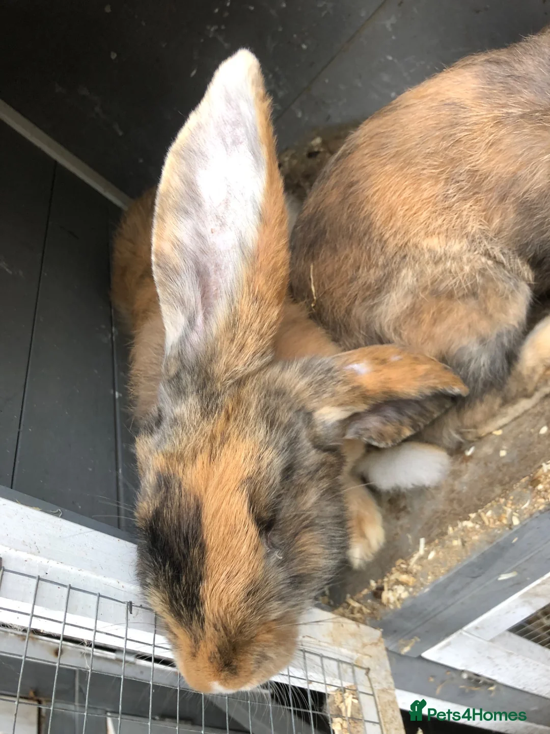 Continental Giant rabbits for sale: Continental Giant Buck Vaccinated Rabbit  - Advert 2