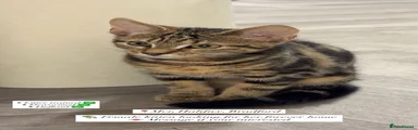 Domestic Shorthair 1