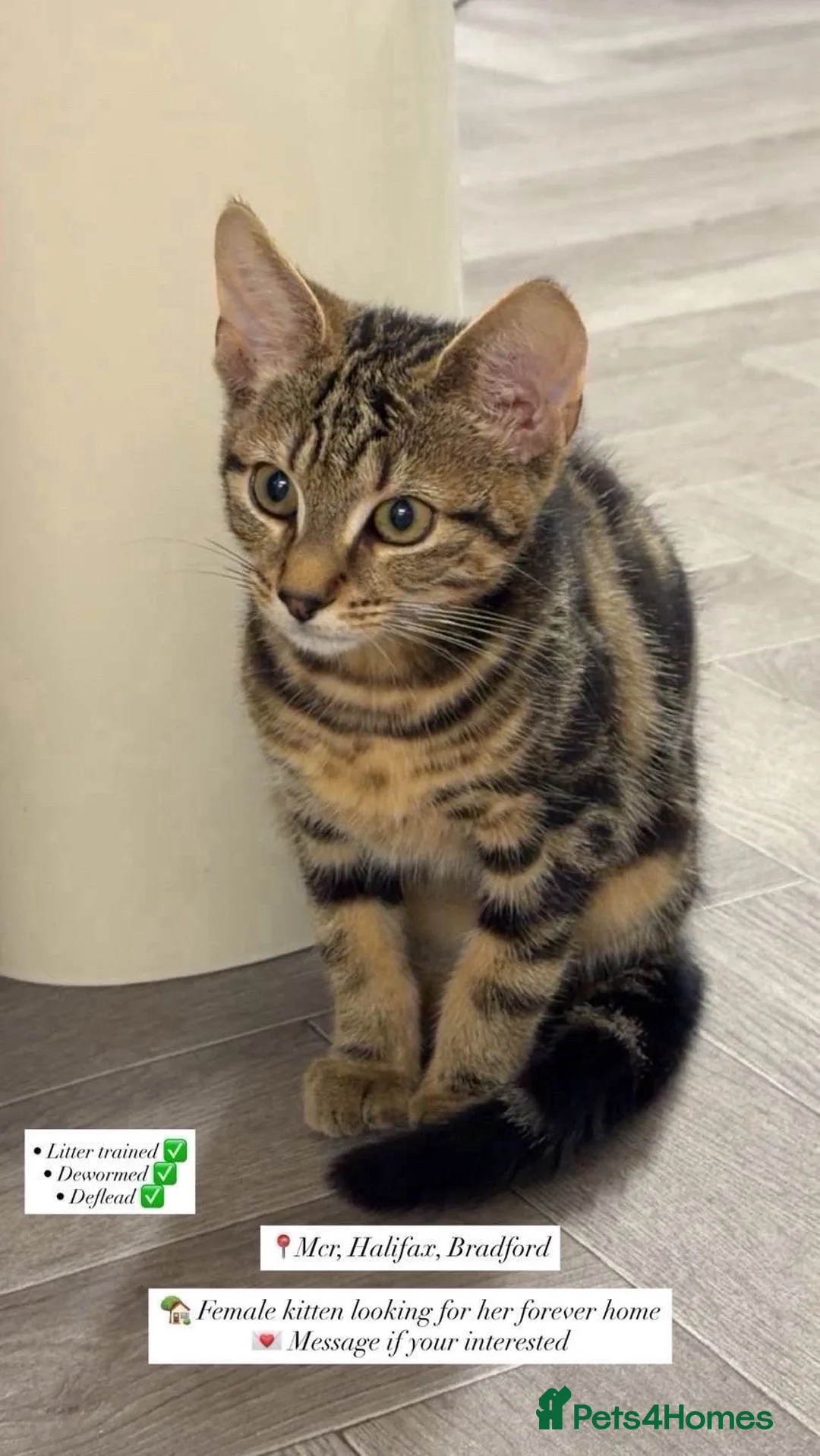 Domestic Shorthair cats for sale: Female Kitten looking for its forever home - Advert 2