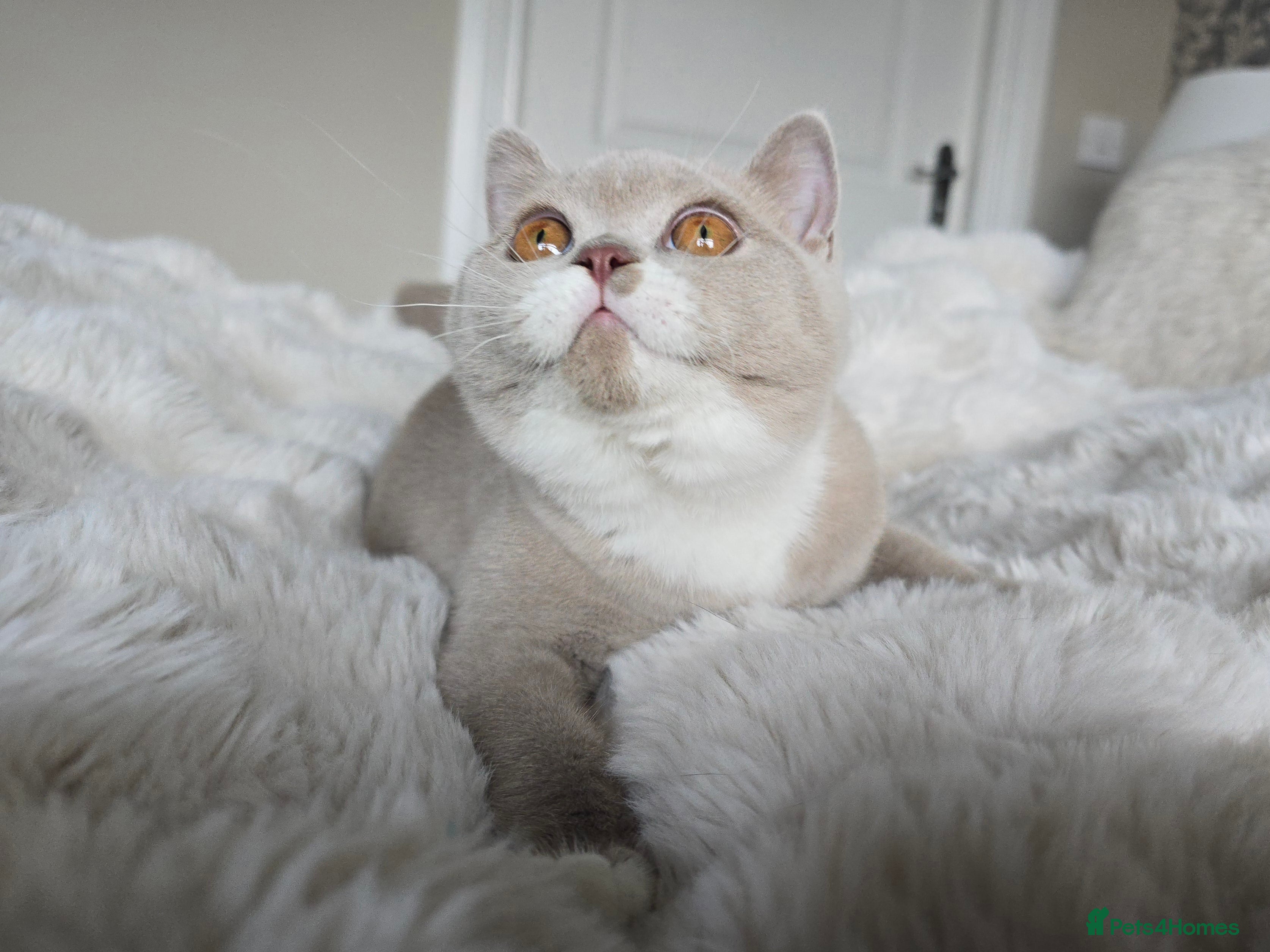 British Shorthair cats British Shorthair Girl  - Advert 15