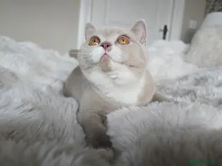 British Shorthair cats British Shorthair Girl - Advert 15