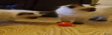 Ragdoll 4
